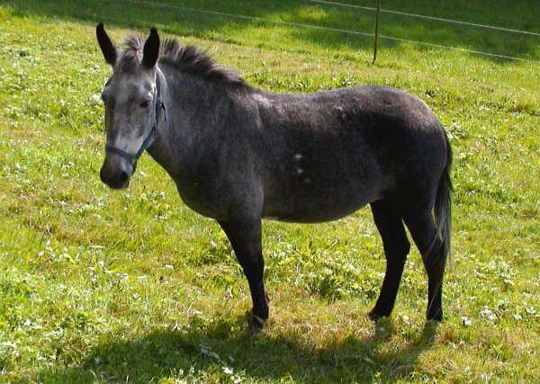 Maulesel aus Mesikon